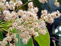 Chinese Sumac